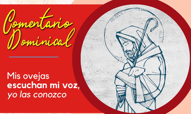 Comentario Dominical: Mis ovejas escuchan mi voz, yo las conozco